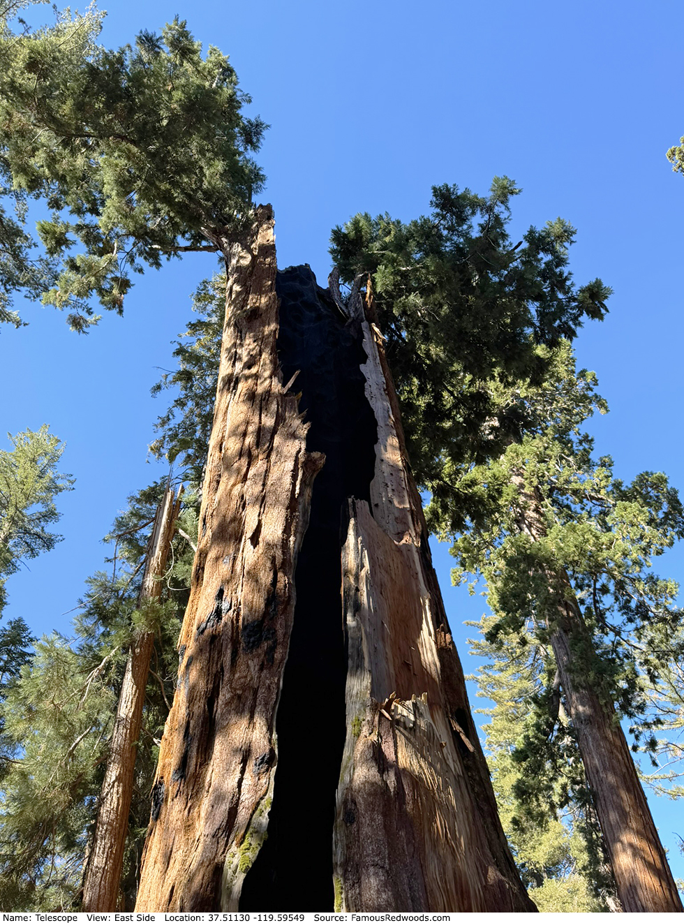 Telescope Tree