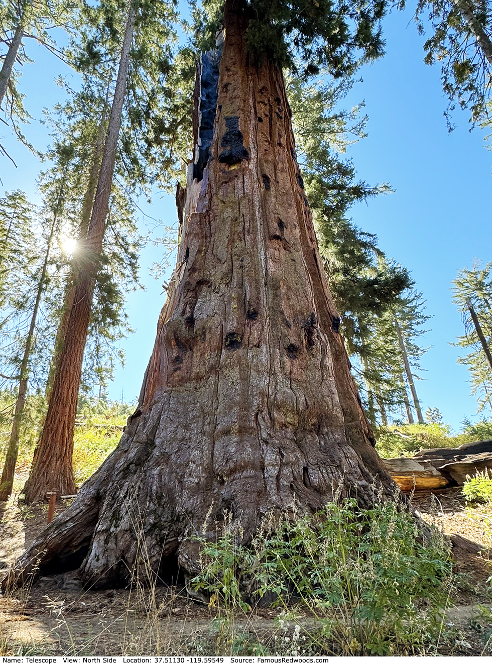 Telescope Tree