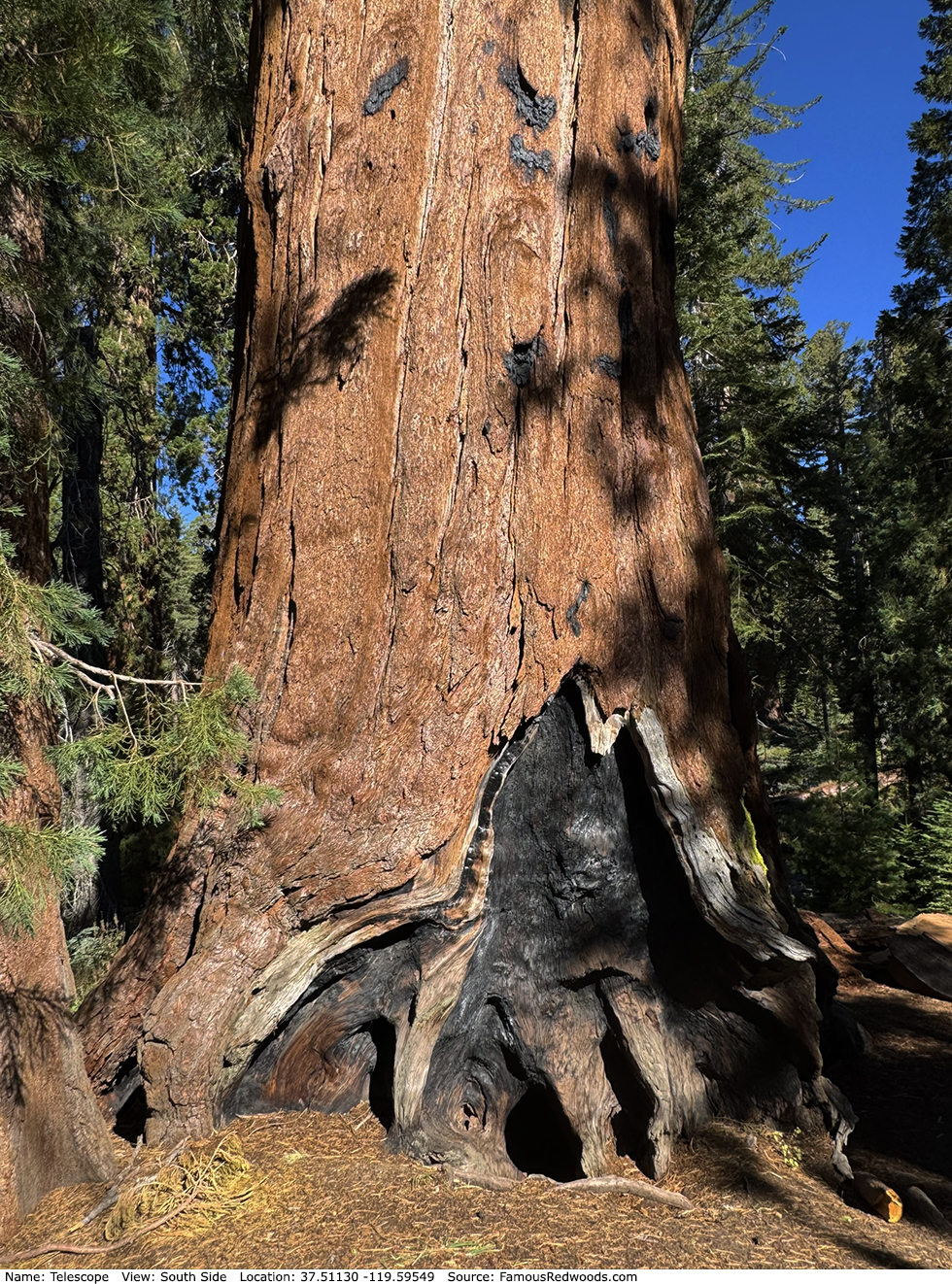 Telescope Tree