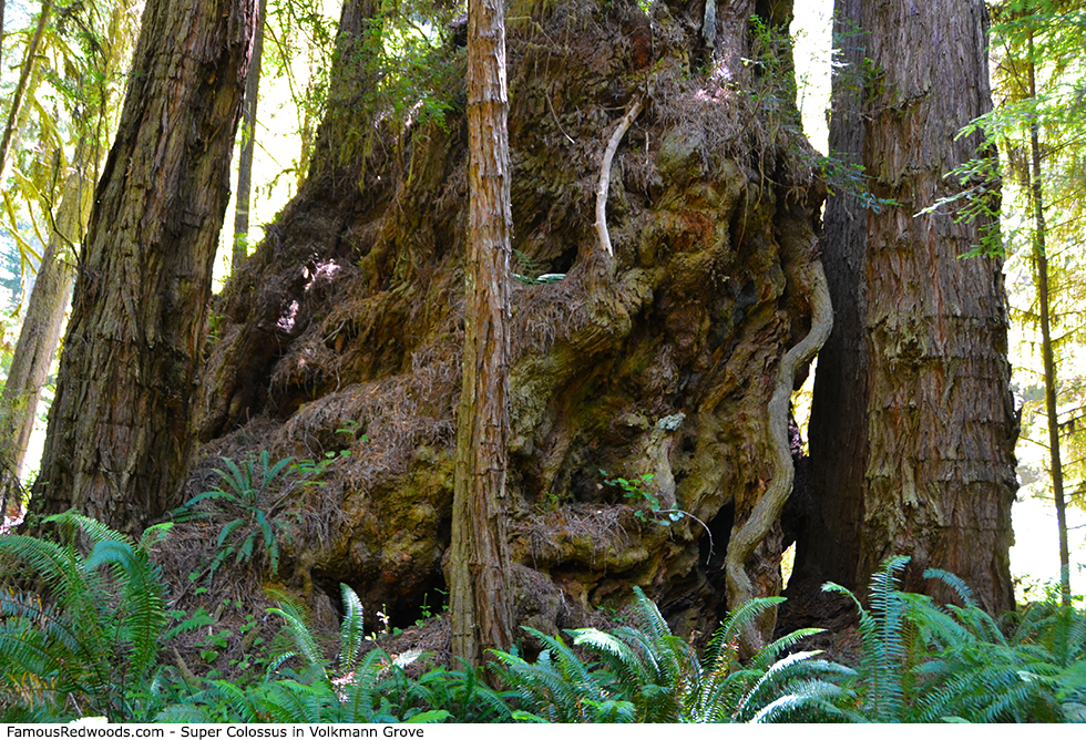 Volkmann Grove - Super Colossus Tree