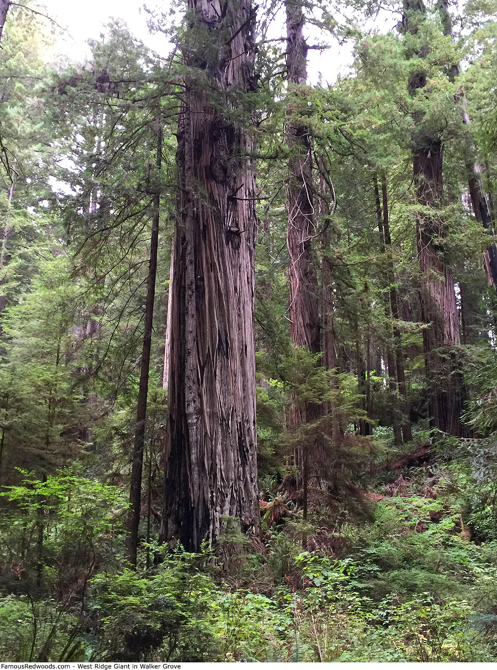 Walker Grove - West Ridge Giant Tree