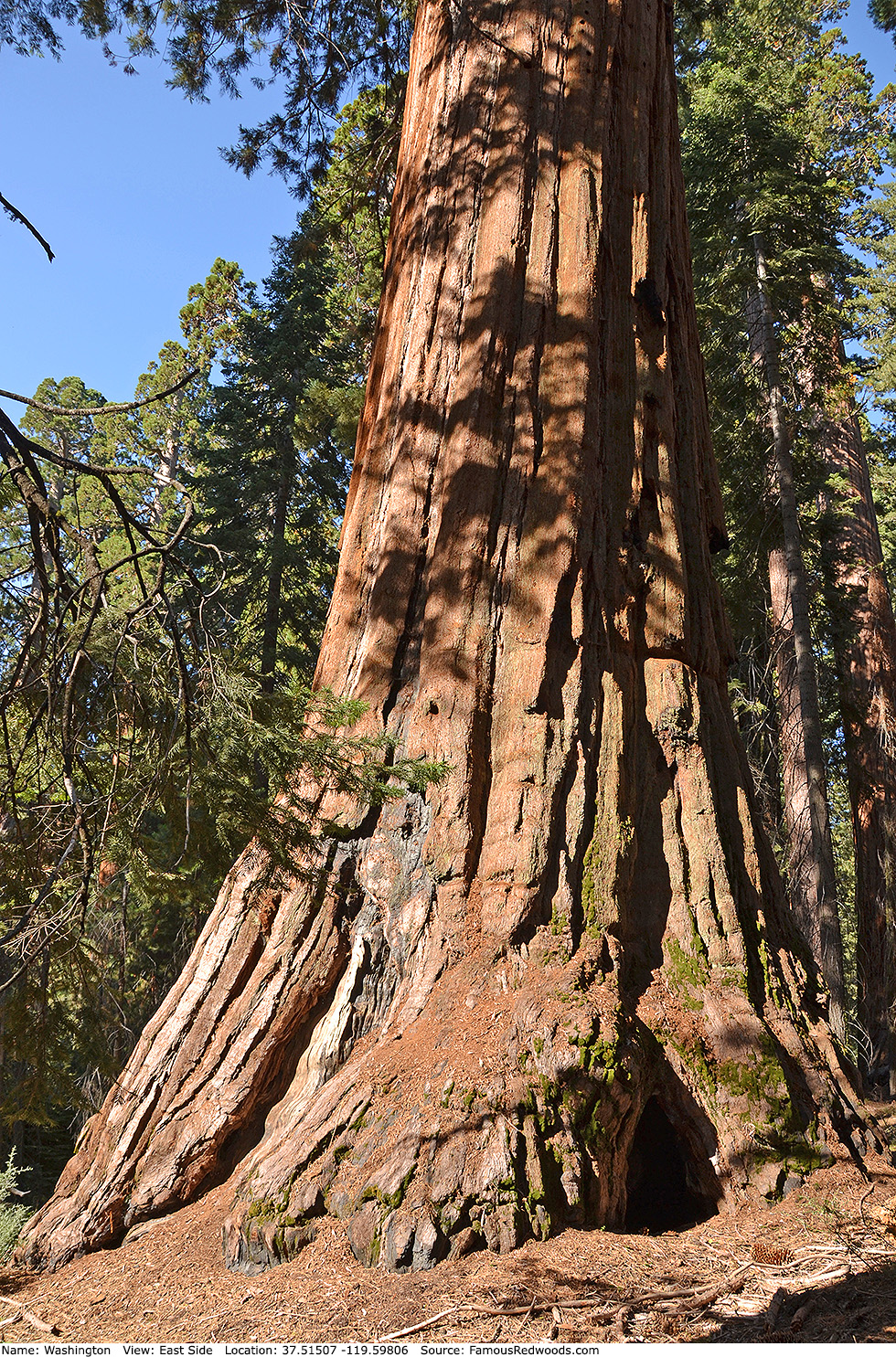 Washington Tree