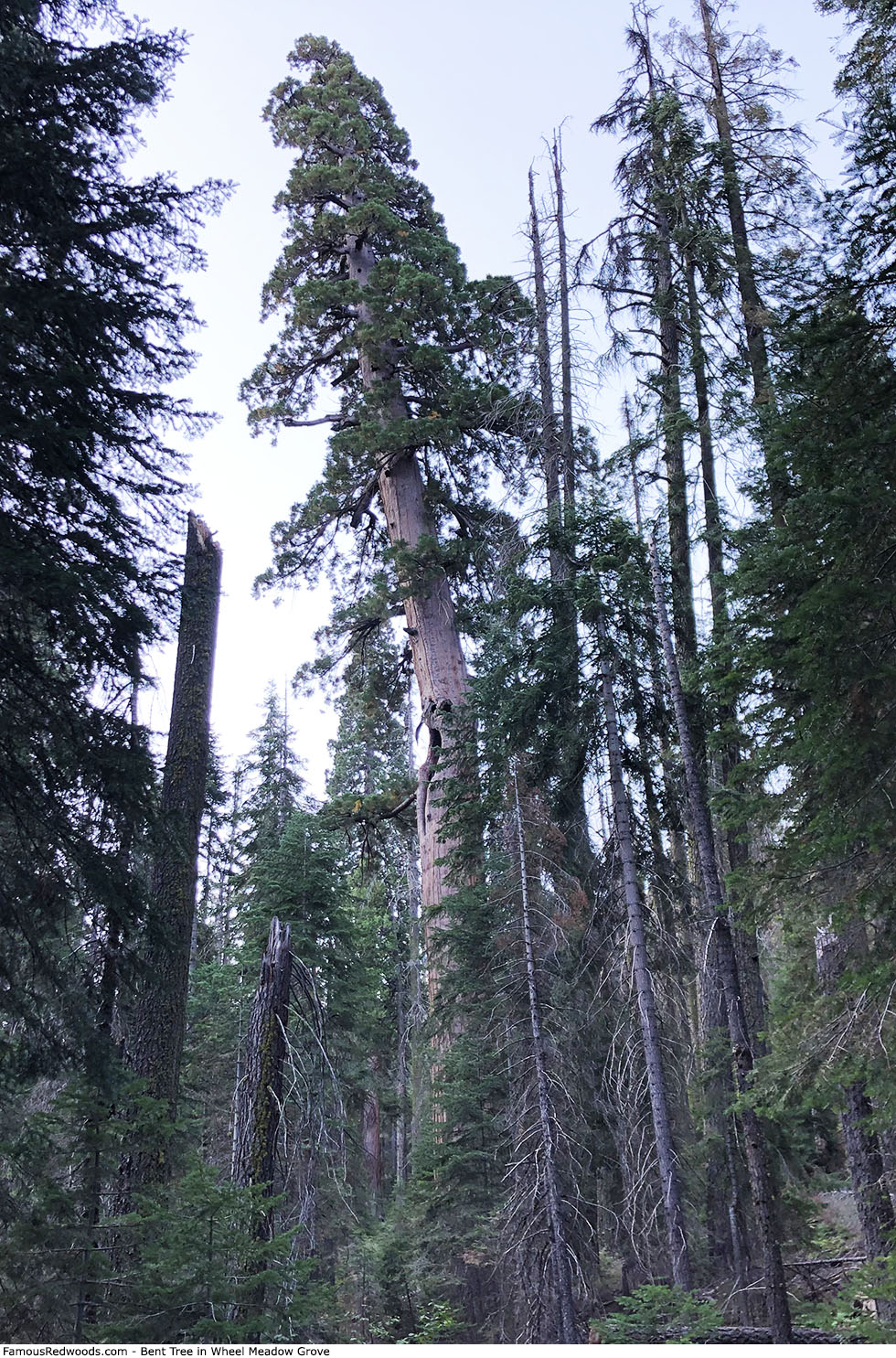 Wheel Meadow Grove - Bent Tree