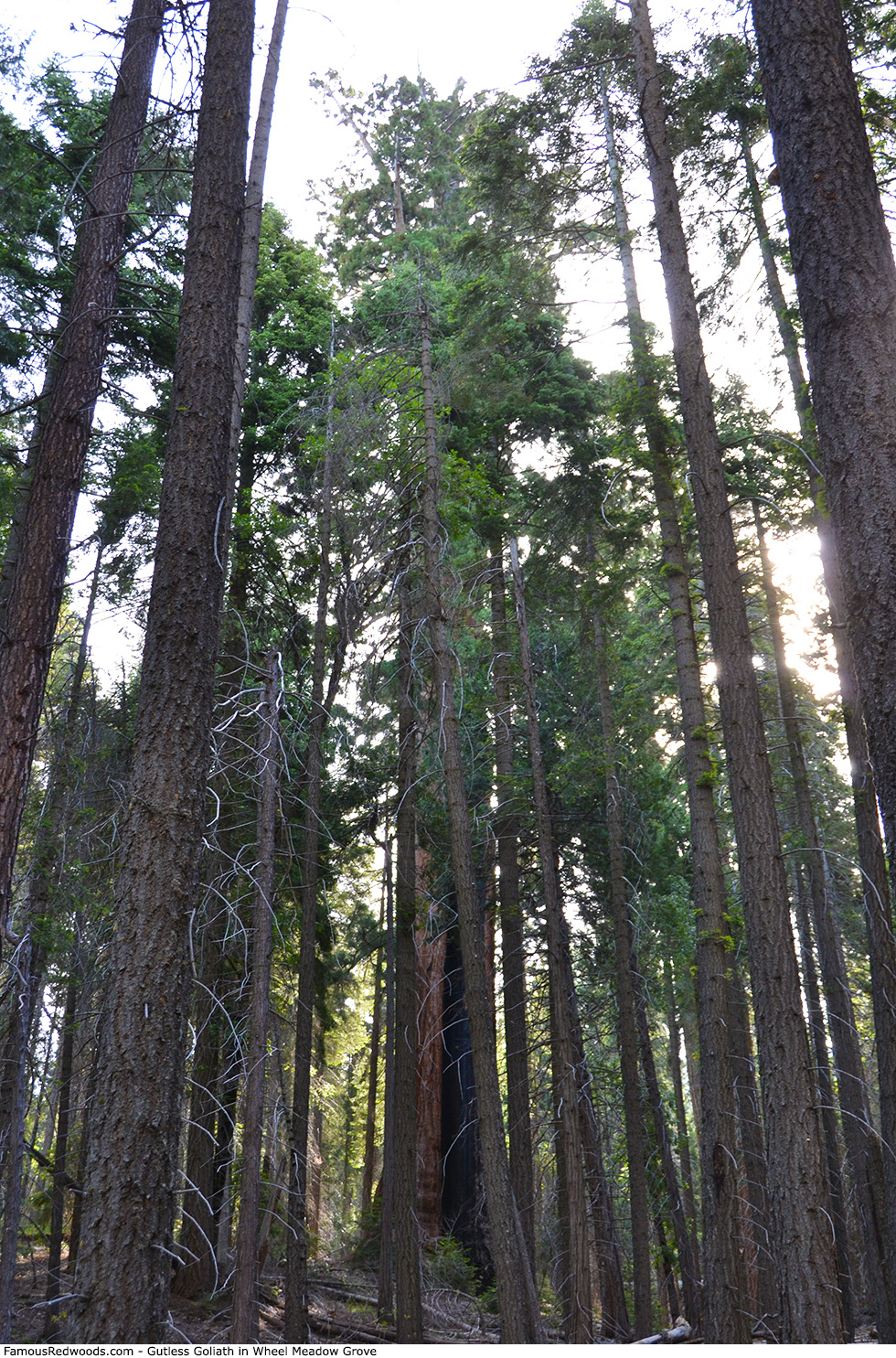 Wheel Meadow Grove - Gutless Goliath Tree