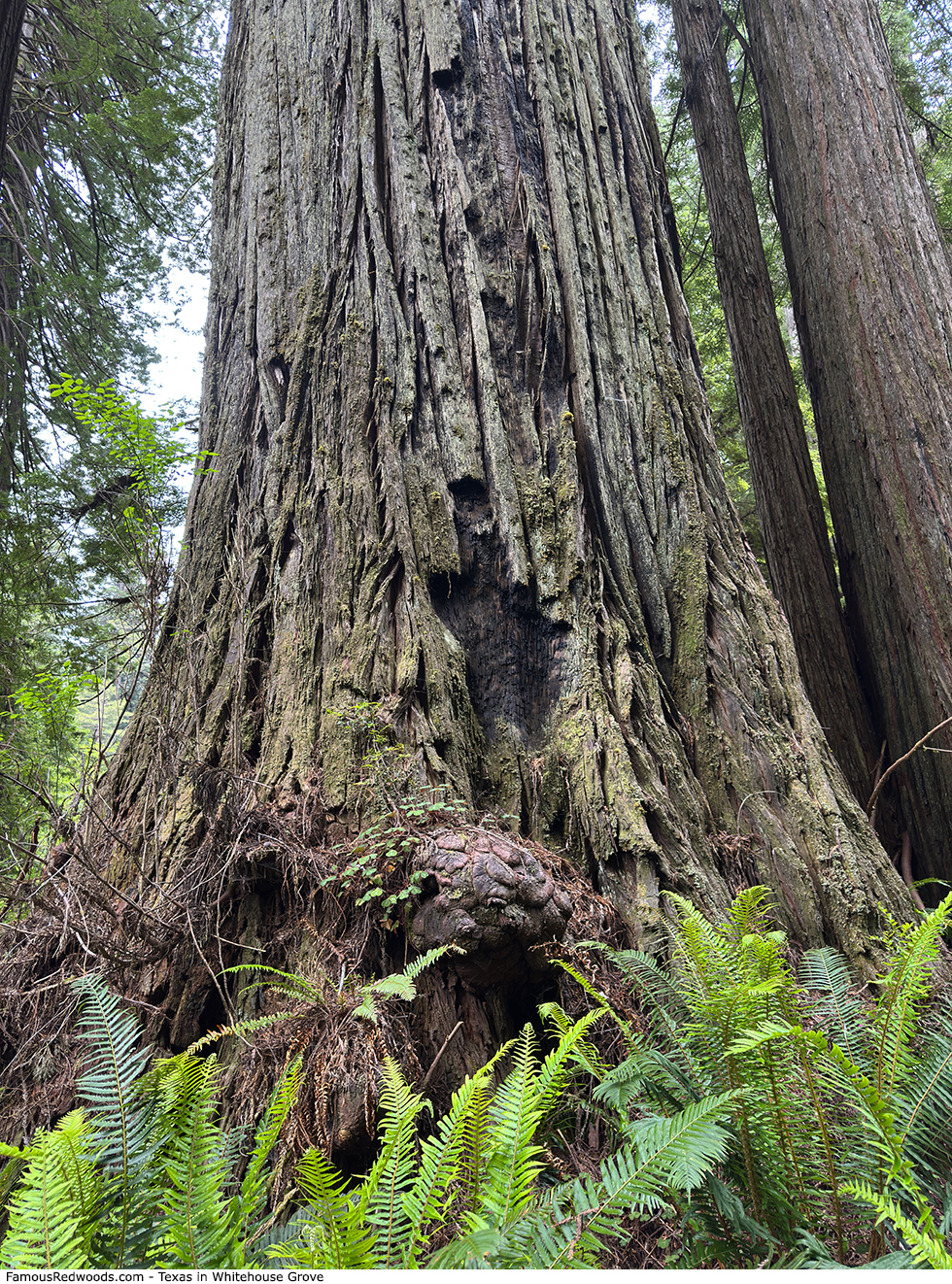 Whitehouse Grove - Texas Tree