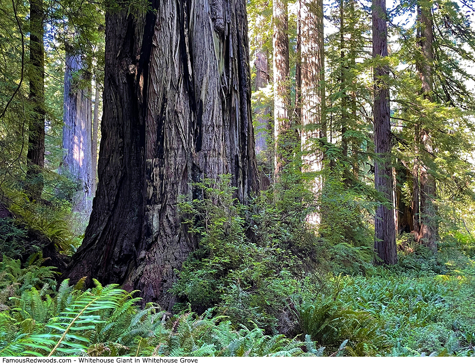 Whitehouse Grove - Whitehouse Giant Tree