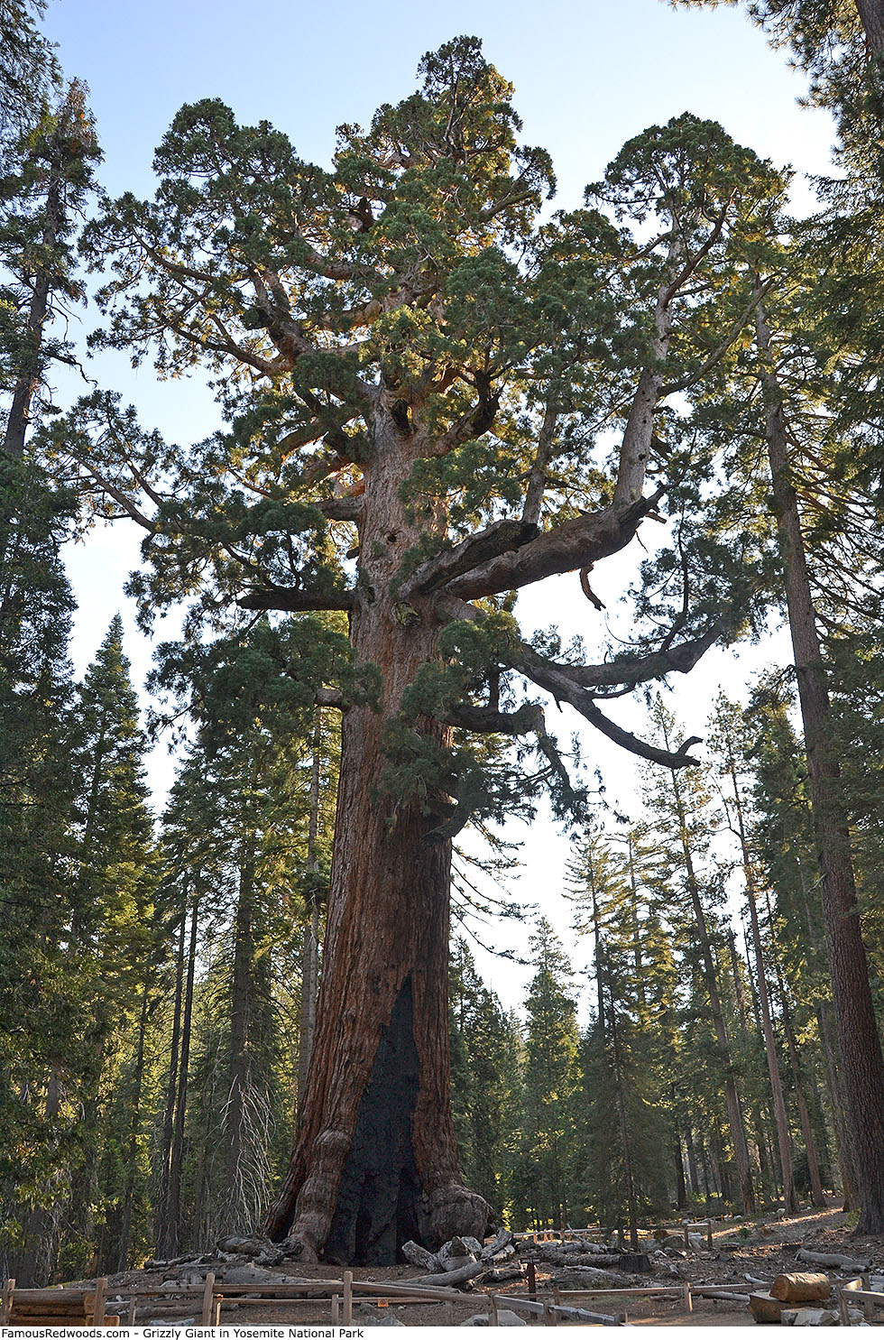 Yosemite National Park - Grizzly Giant Tree