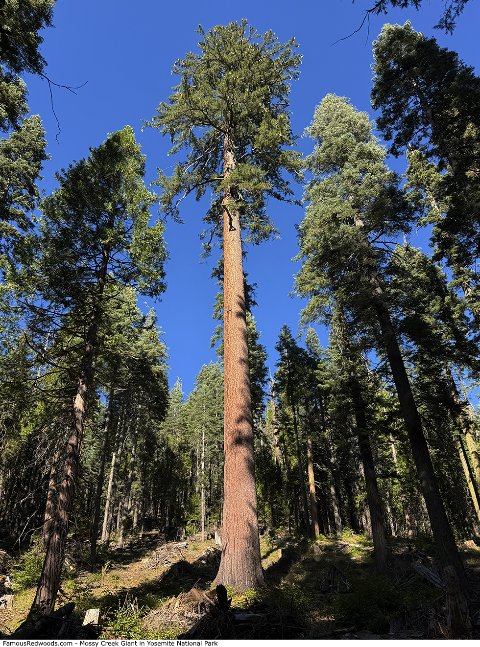 Yosemite National Park - Mossy Creek Giant Tree