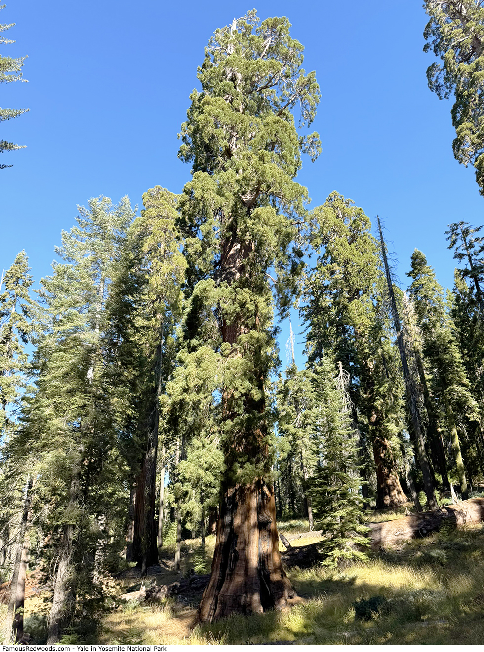 Yosemite National Park - Yale Tree