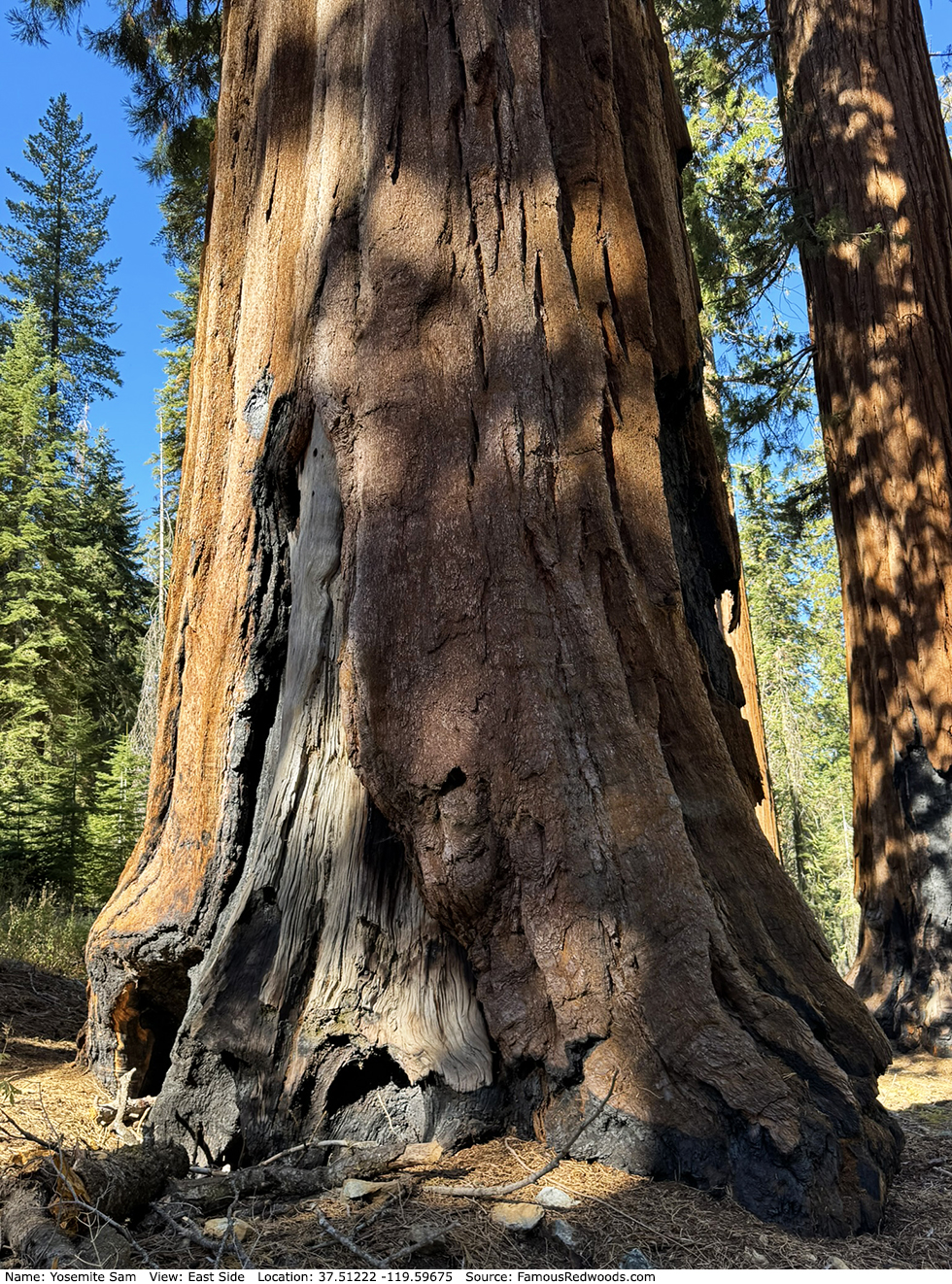 Yosemite Sam Tree