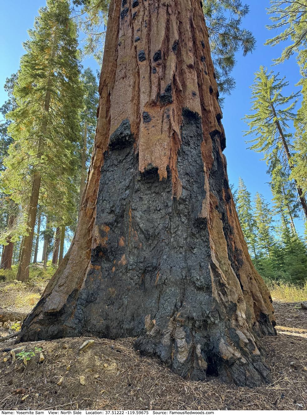 Yosemite Sam Tree