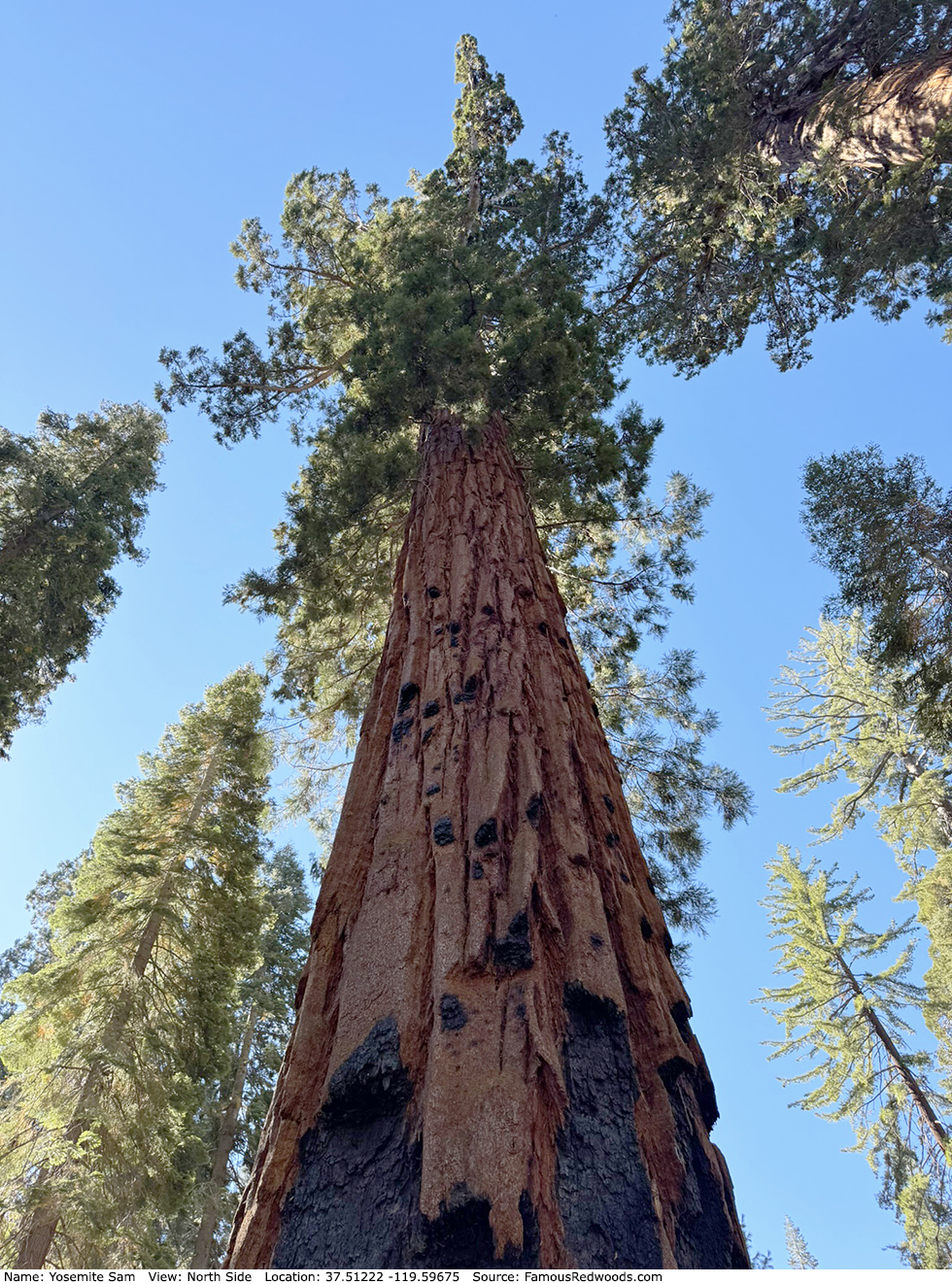 Yosemite Sam Tree