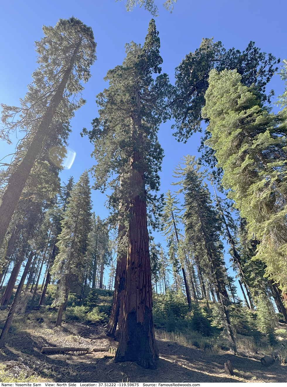 Yosemite Sam Tree