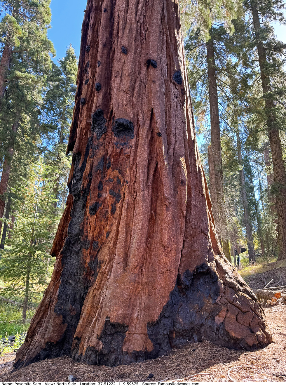 Yosemite Sam Tree